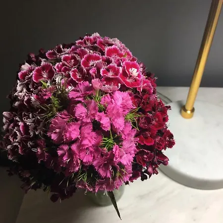 Apart. Madeira 4 아파트 푼샬